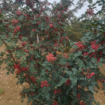 六月红花椒苗，早熟，高产，色正，味重，质