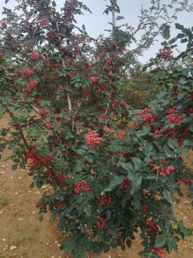 六月红花椒苗，早熟，高产，色正，味重，质