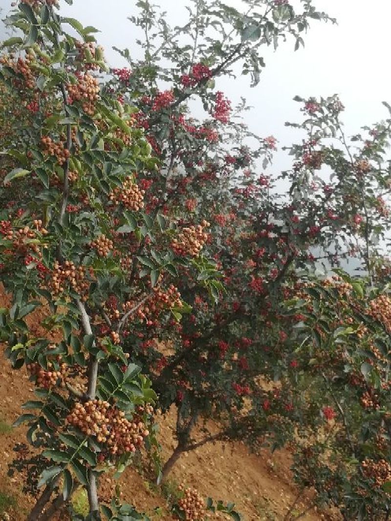 六月红花椒苗，早熟，高产，色正，味重，质