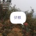 六月红花椒苗，早熟，高产，色正，味重，质
