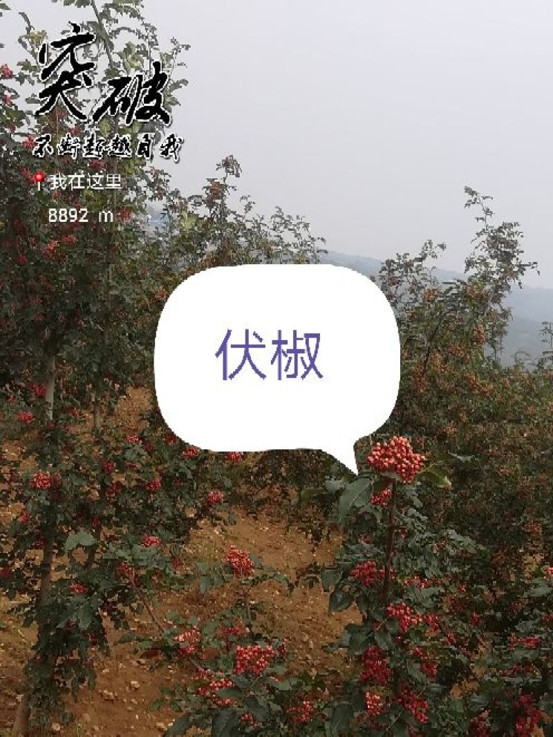 六月红花椒苗，早熟，高产，色正，味重，质