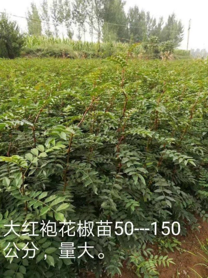 六月红花椒苗，早熟，高产，色正，味重，质