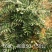 六月红花椒苗，早熟，高产，色正，味重，质