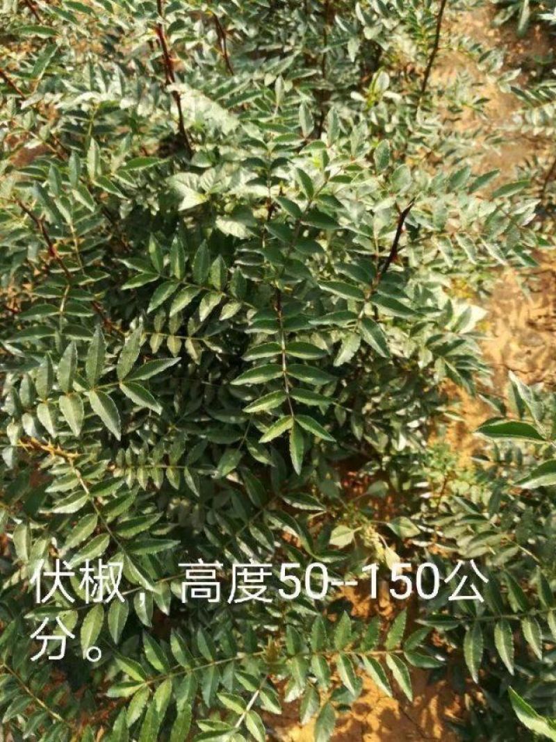 六月红花椒苗，早熟，高产，色正，味重，质