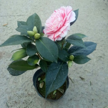 各种茶花，规格都有，有需要的联系