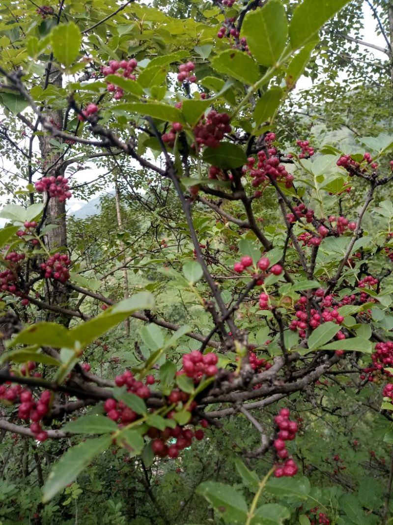 正宗贵州花椒