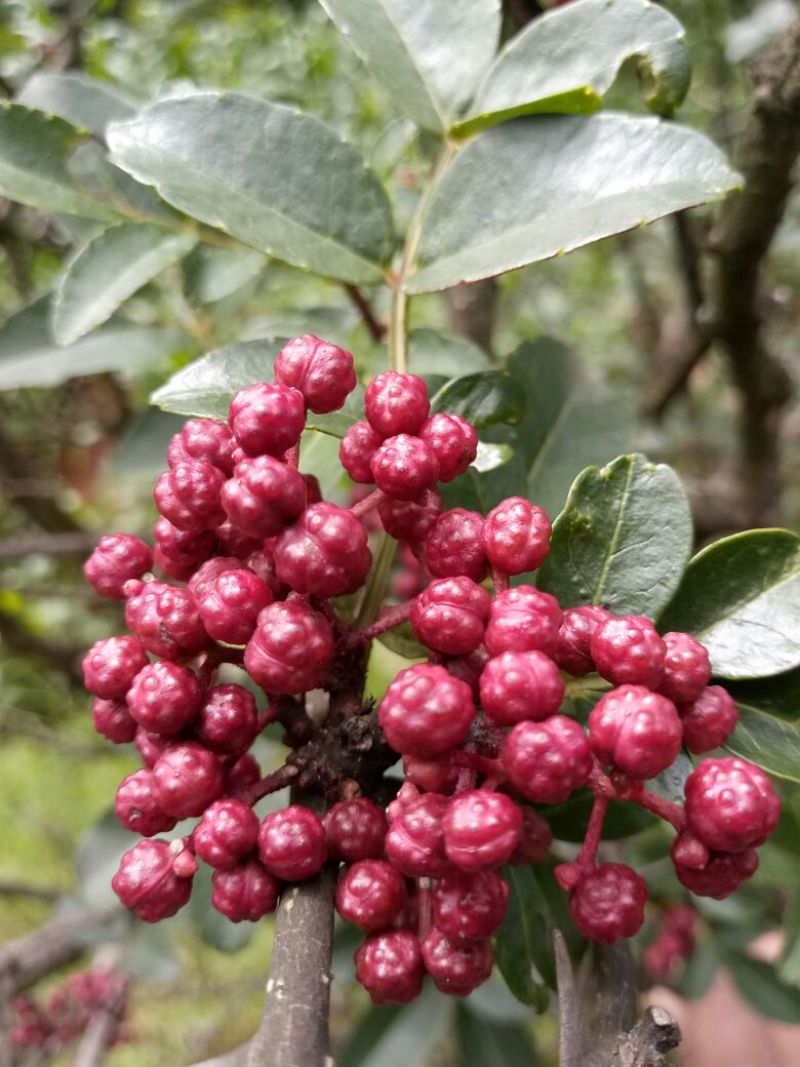 正宗贵州花椒