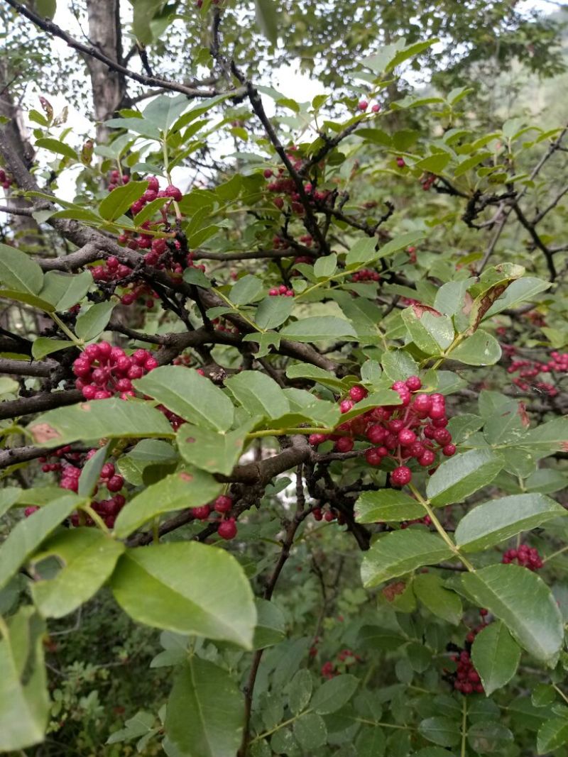 正宗贵州花椒