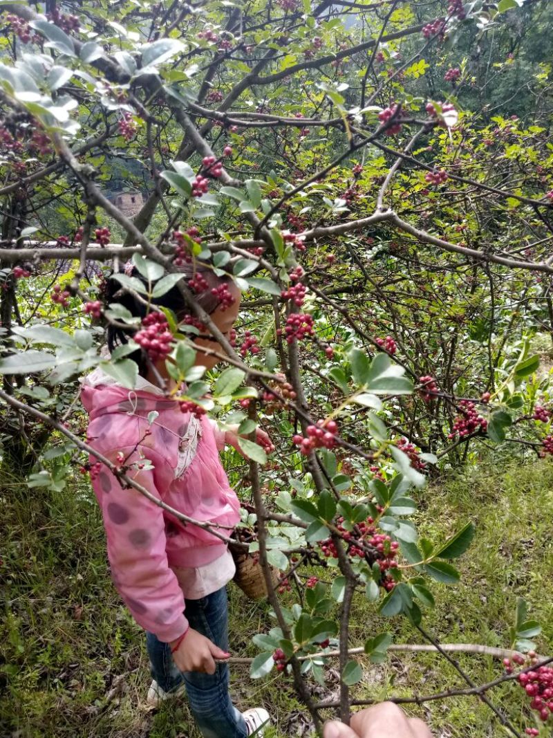 正宗贵州花椒