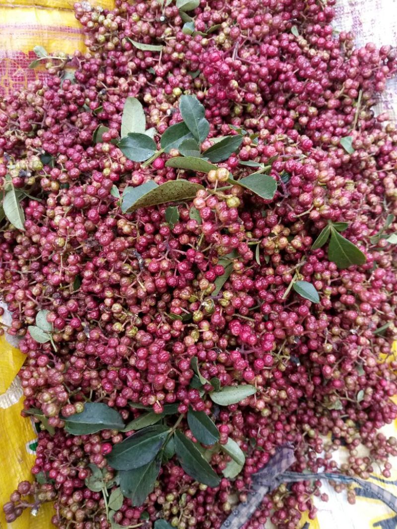 正宗贵州花椒