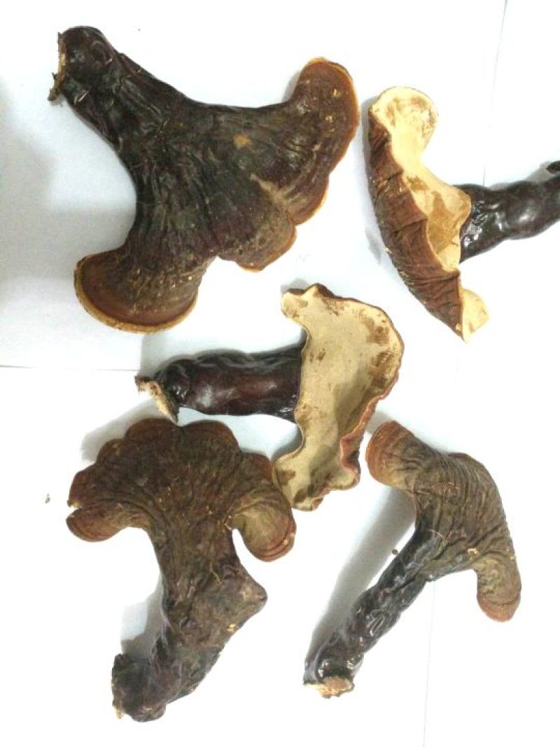 长白山林下野生灵芝