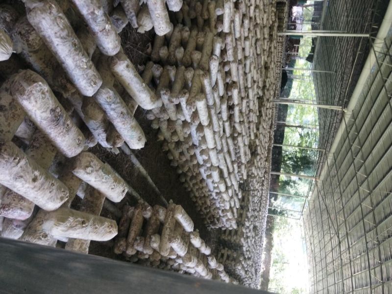 废菌棒