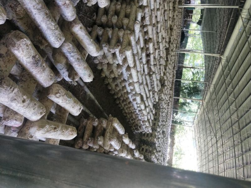 废菌棒