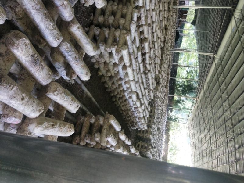 香菇废菌棒供应