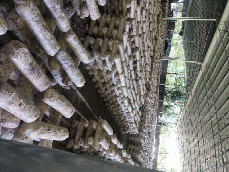 香菇废菌棒供应