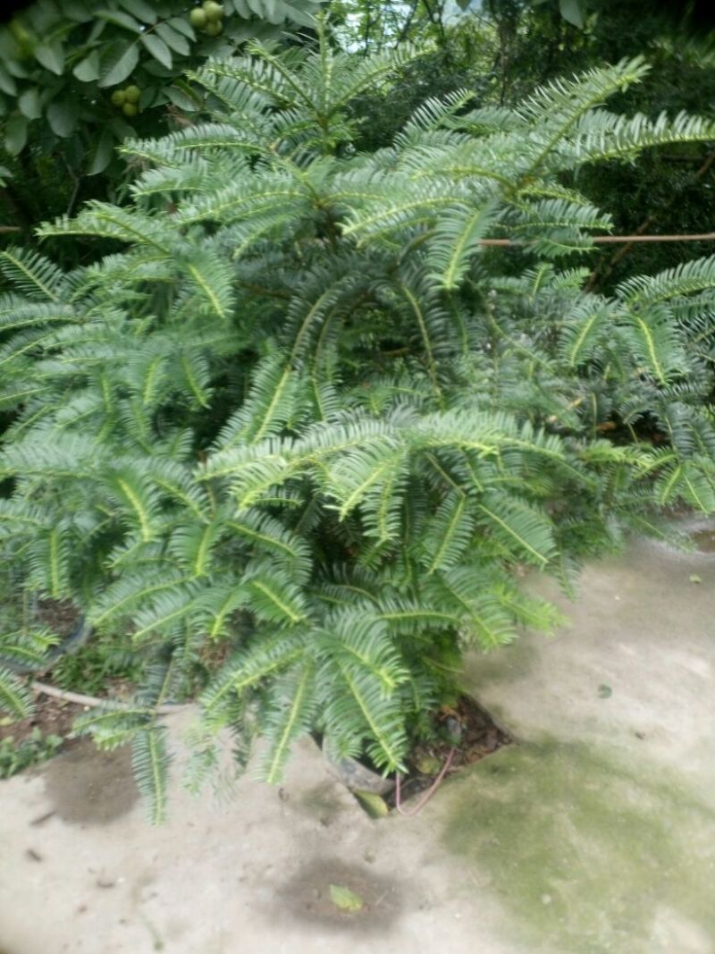 红豆杉