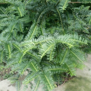 红豆杉