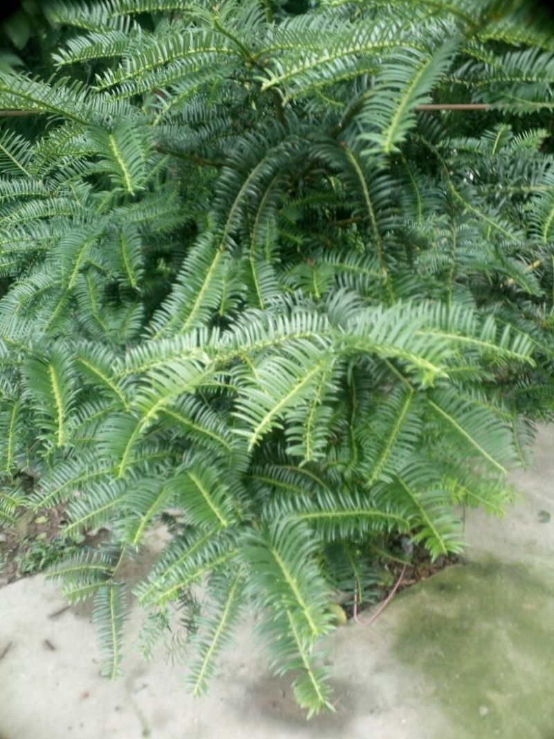 红豆杉