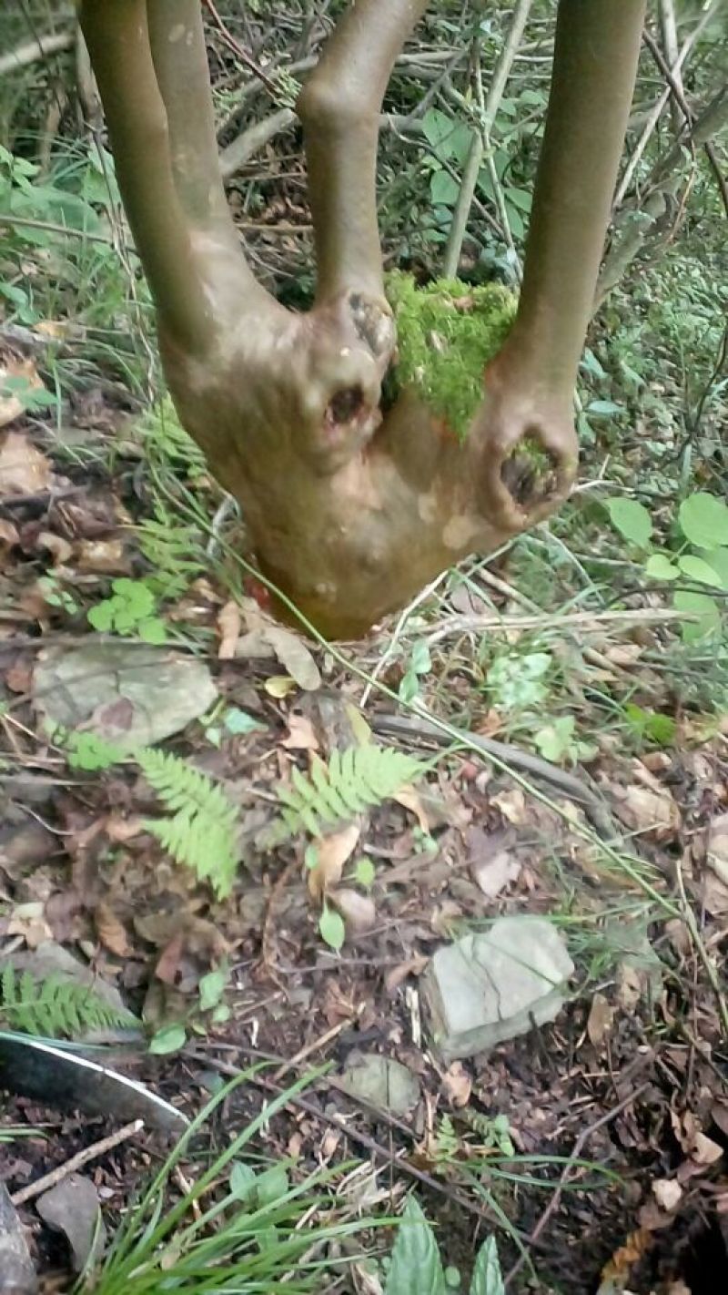 马灵光