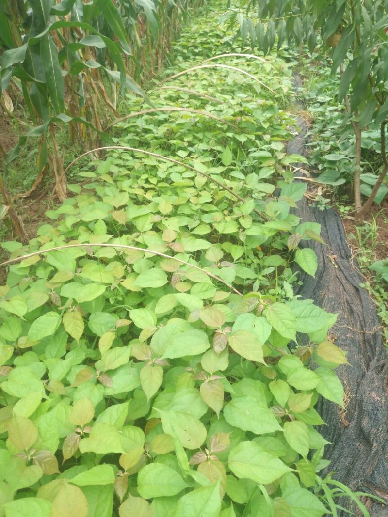 巴豆树苗【异名】巴菽，江子，老阳子，双眼龙，猛子仁，巴果