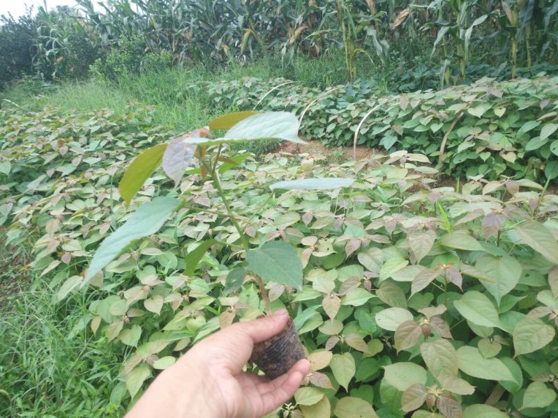 巴豆树苗【异名】巴菽，江子，老阳子，双眼龙，猛子仁，巴果