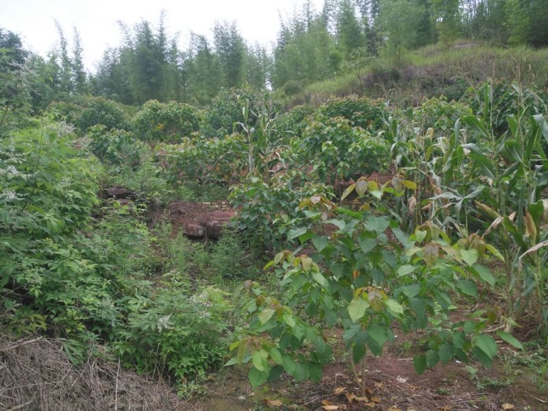 巴豆树苗【异名】巴菽，江子，老阳子，双眼龙，猛子仁，巴果