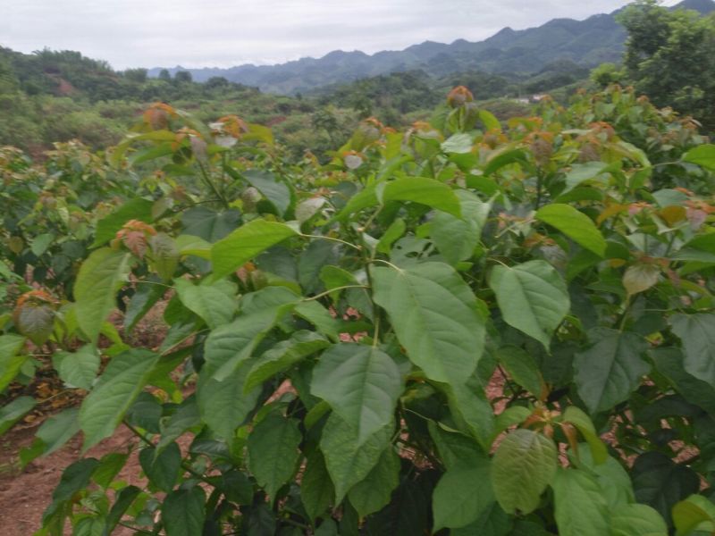 良种巴豆苗【异名】巴菽，江子，老阳子，双眼龙，猛子仁