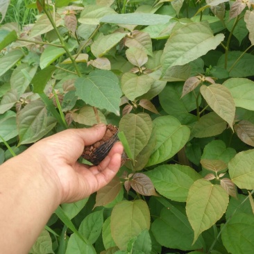 良种巴豆苗【异名】巴菽，江子，老阳子，双眼龙，猛子仁