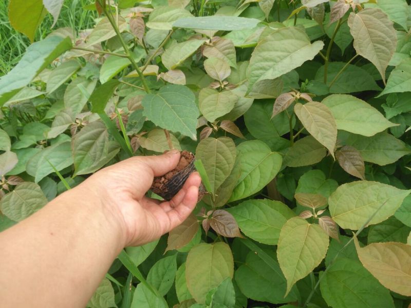 良种巴豆苗【异名】巴菽，江子，老阳子，双眼龙，猛子仁