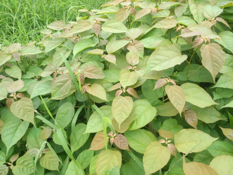 良种巴豆苗【异名】巴菽，江子，老阳子，双眼龙，猛子仁