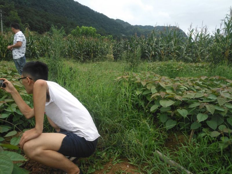 良种巴豆苗【异名】巴菽，江子，老阳子，双眼龙，猛子仁