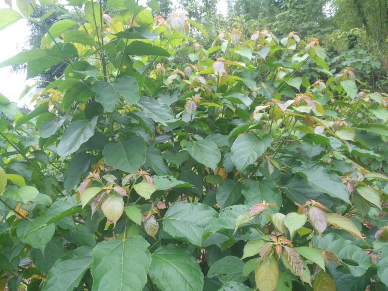 良种巴豆苗【异名】巴菽，江子，老阳子，双眼龙，猛子仁