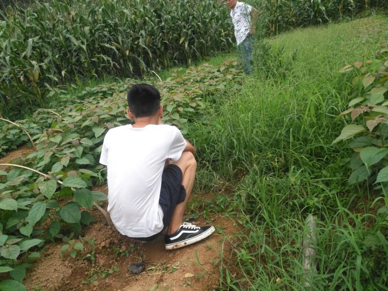 良种巴豆苗【异名】巴菽，江子，老阳子，双眼龙，猛子仁