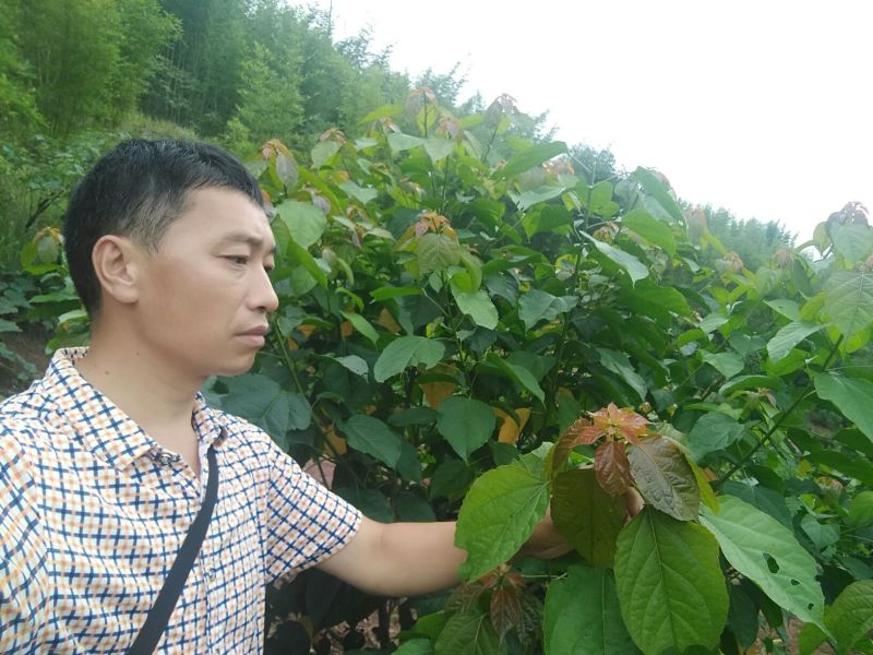 良种巴豆苗【异名】巴菽，江子，老阳子，双眼龙，猛子仁