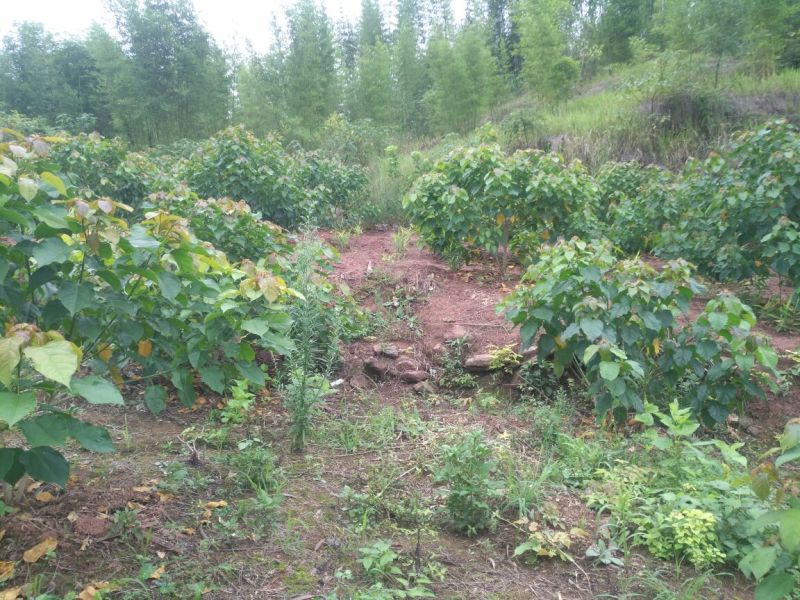 良种巴豆苗【异名】巴菽，江子，老阳子，双眼龙，猛子仁