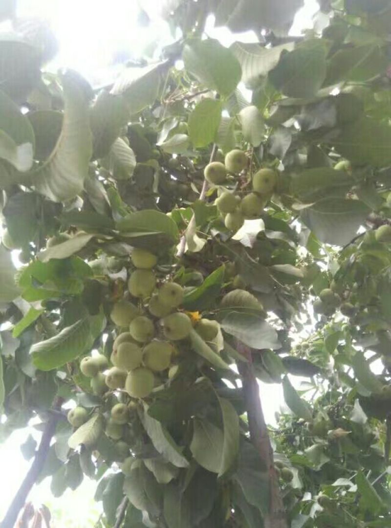 青皮核桃干核桃大量供应