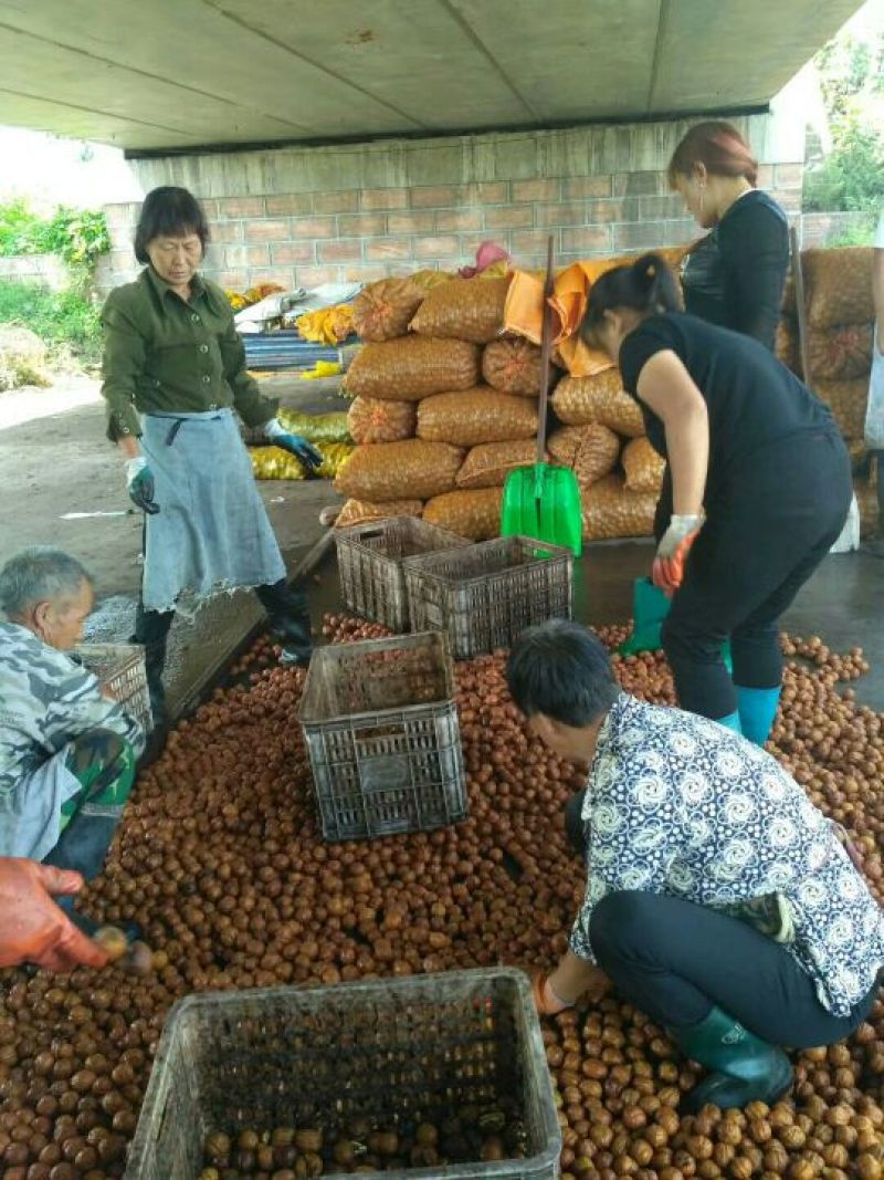 青皮核桃干核桃大量供应