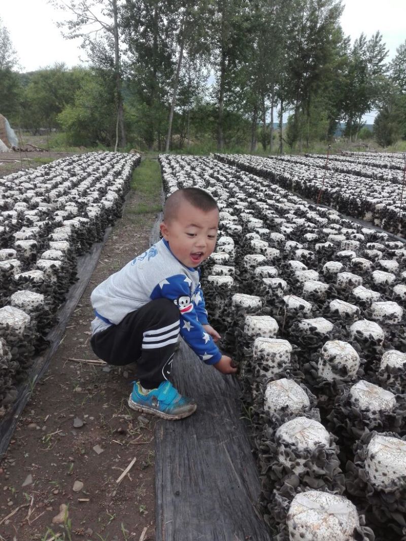 黑龙江黑木耳！！！