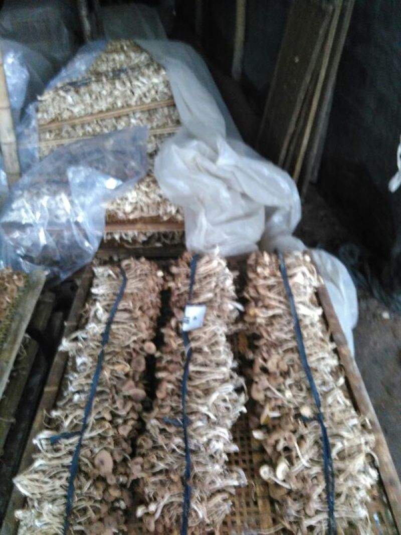 茶树菇出售批发，量大从优。