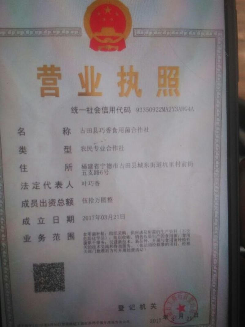 茶树菇出售批发，量大从优。