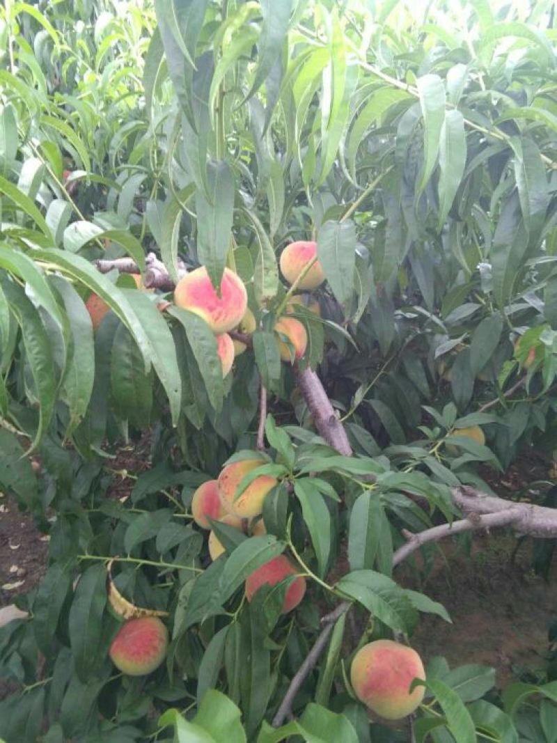 编号宁01万亩好吃的毛桃基地供应！{陌武果蔬驿站}