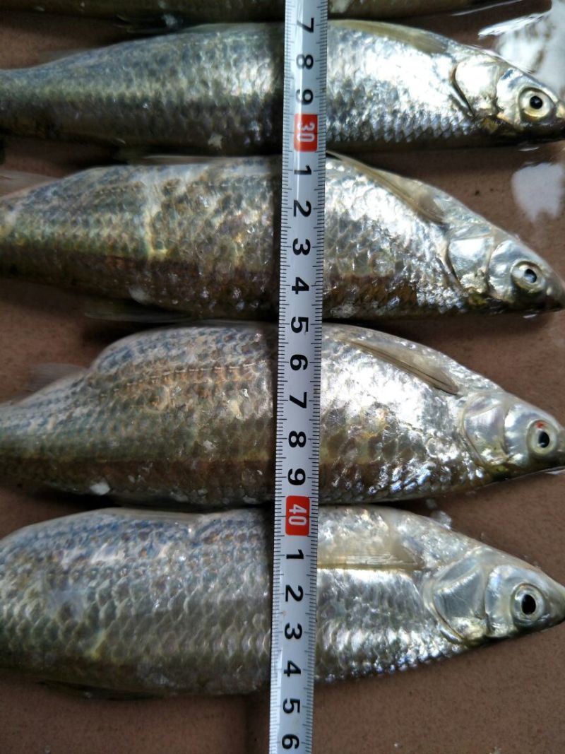 野生蓝刀鱼🐠