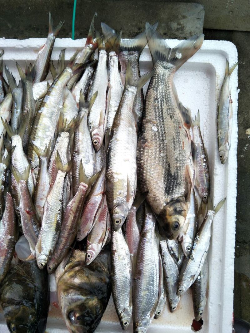 野生蓝刀鱼🐠