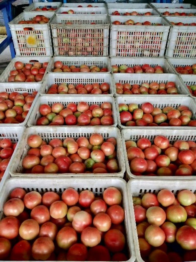 精品硬粉西红柿大棚种植新鲜货源开始上市中！欢迎订购
