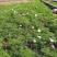 格桑花波斯菊基地直供质优价廉欢迎实地考察