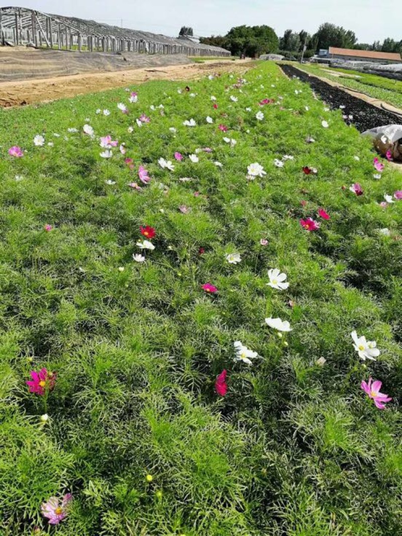 格桑花波斯菊基地直供质优价廉欢迎实地考察