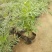 格桑花波斯菊基地直供质优价廉欢迎实地考察