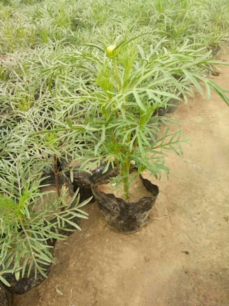格桑花波斯菊基地直供质优价廉欢迎实地考察