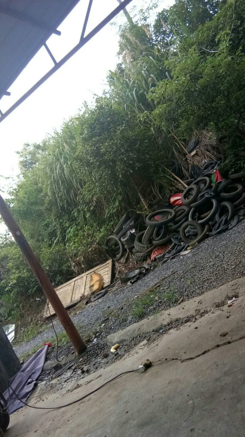 八月桂