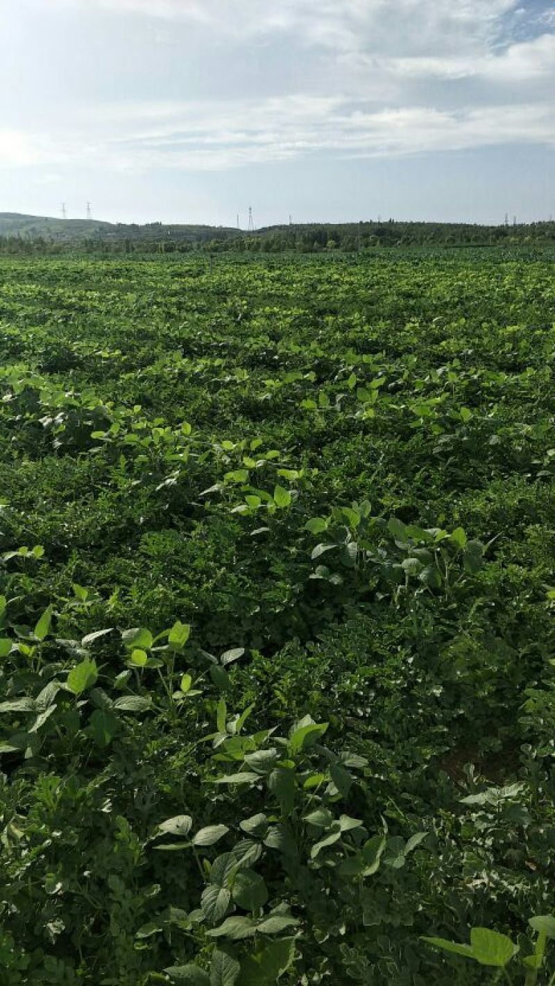 金城五号8成熟了头茬